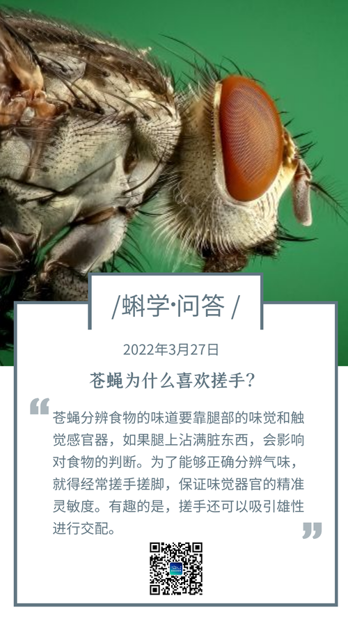 为什么苍蝇喜欢搓手？停下来的秘密全解析！