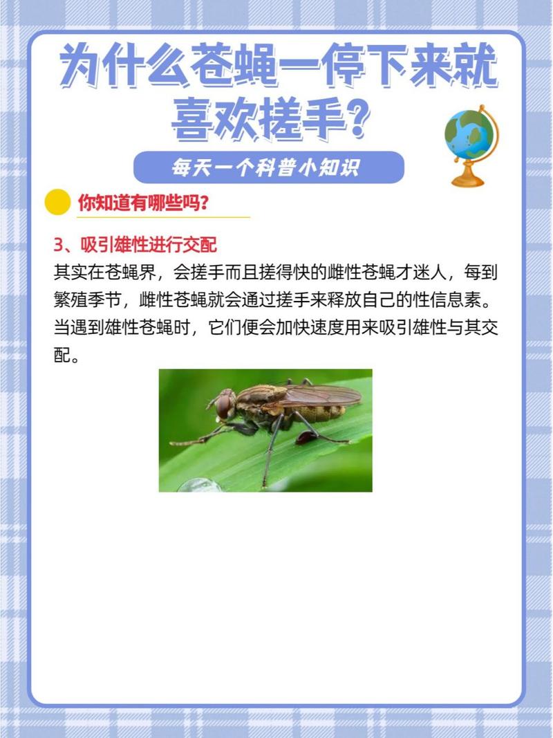 为什么苍蝇喜欢搓手？停下来的秘密全解析！