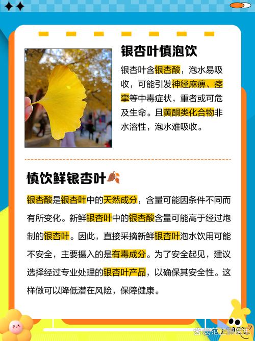 如何用新鲜银杏叶泡水降血压？简单4步轻松搞定！