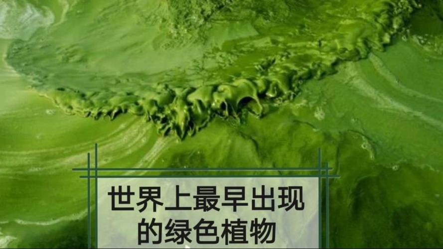 地球上最早出现的绿色植物在哪里？(全球古遗迹盘点分析)