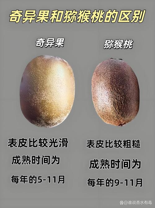 奇异果和猕猴桃的区别在哪？一篇文章说清楚！