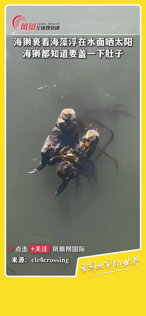 哪种动物喜欢把海藻缠在身上？新手快速识别技巧揭秘！