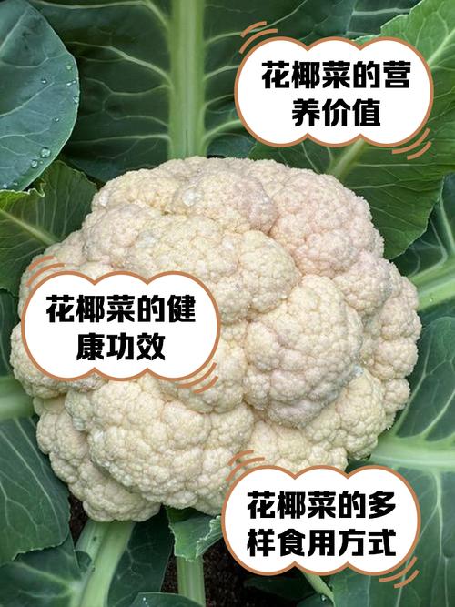 人们平时吃的花椰菜蚂蚁庄园好吃吗？用户真实评价分享！