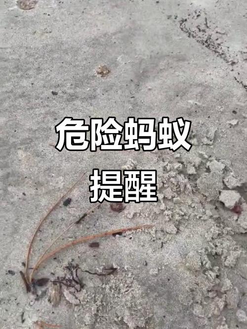 不小心吞下口香糖蚂蚁庄园会怎样？(揭晓真相与解决方法)