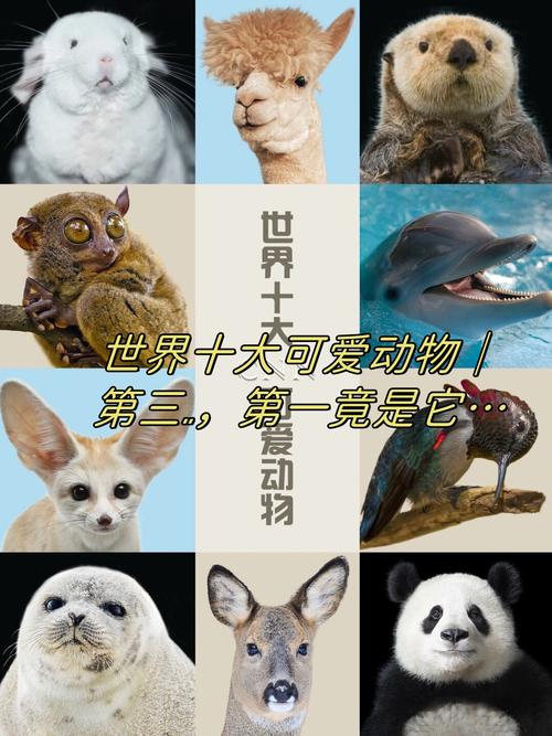 以下哪种动物天生就是高血压怎么查？兽医分享实用方法！