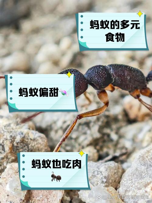 午后不犯困吃什么蚂蚁庄园怎么做？新手必学5个实用技巧！