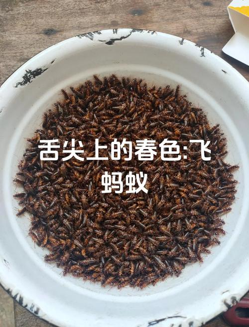 午后不犯困吃什么蚂蚁庄园怎么做？新手必学5个实用技巧！