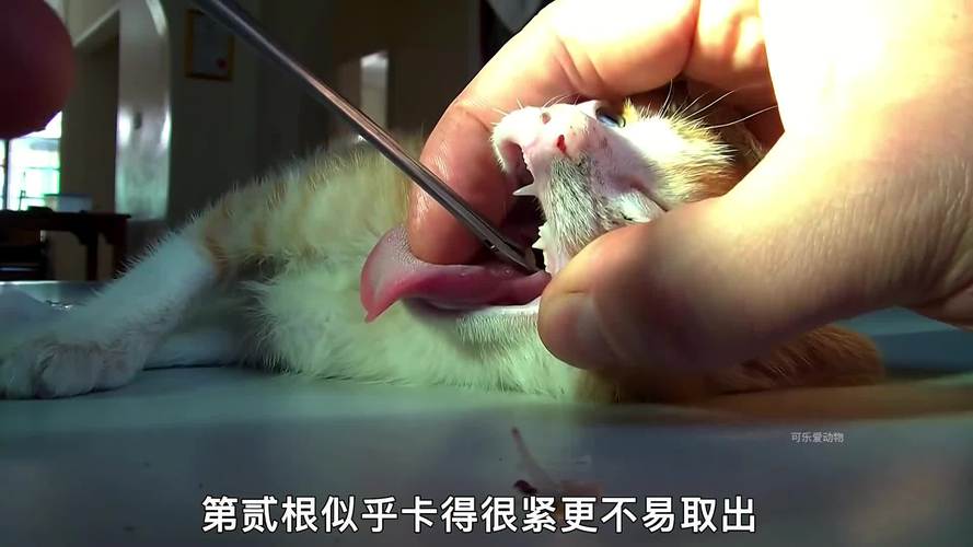 猫咪爱吃鱼会被鱼刺卡到吗？养猫必看安全喂鱼3大秘诀！