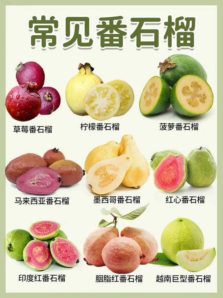 番石榴和石榴是一个品种吗？事实对比秒变明白！