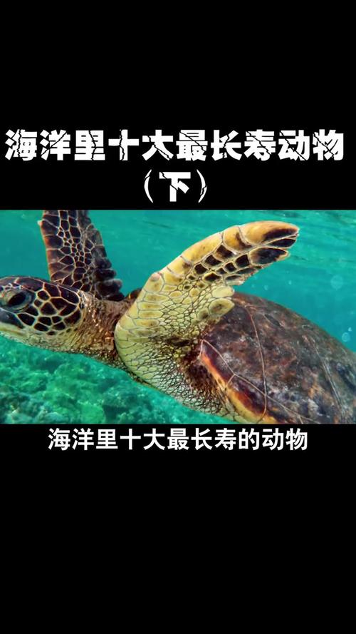 哪种海洋动物是寿星？以下寿命更长的排名榜单公布