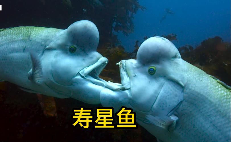 哪种海洋动物是寿星？以下寿命更长的排名榜单公布