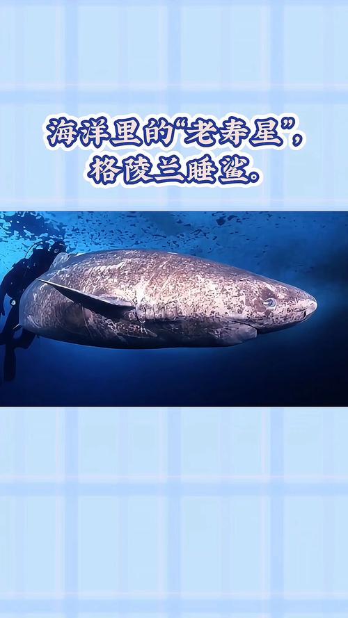 哪种海洋动物是寿星？以下寿命更长的排名榜单公布