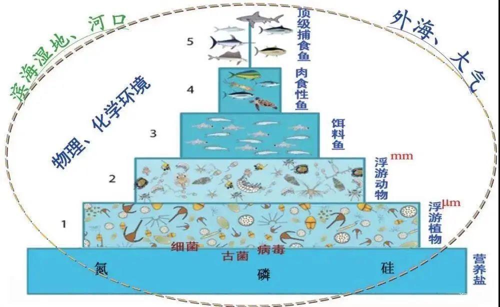 我国海洋生态系统类型不包括哪种环境（千万别把这算成生态区域）