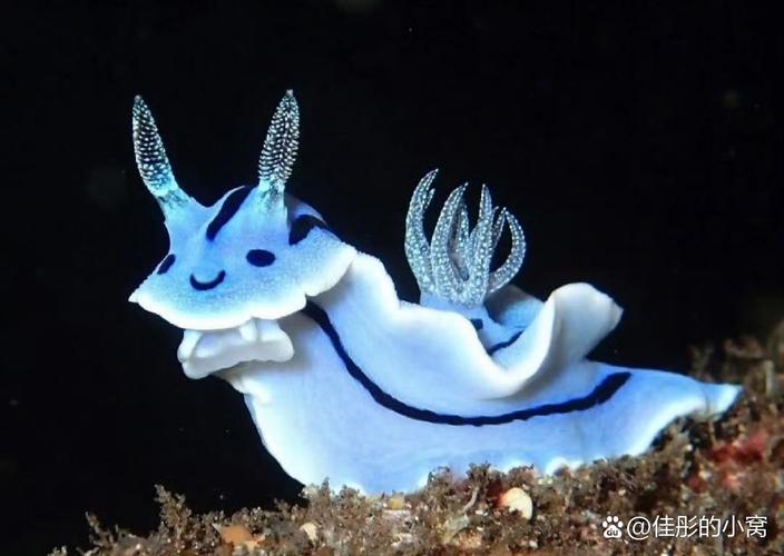 为何叫它海兔？海洋生物的奇妙故事全解析！