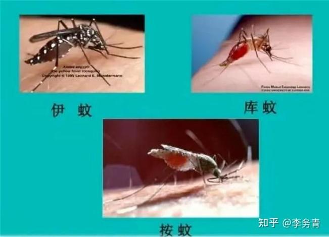 下列选项中蚊子更喜欢叮咬哪类人？(专家揭露3种体质易中招)
