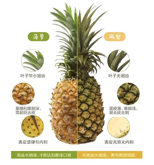凤梨和菠萝是同一种水果吗？掌握辨别的简单技巧！