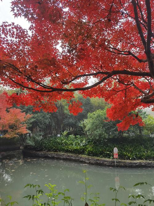 霜叶红于二月花是什么树叶
