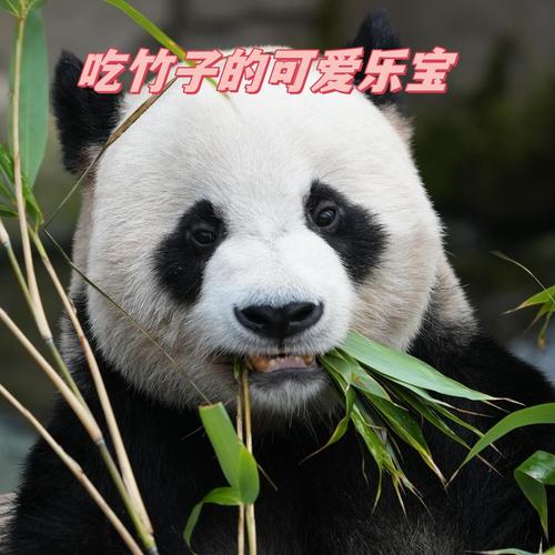大熊猫爱吃啥竹子？饲养员揭秘园内3种主要口粮！