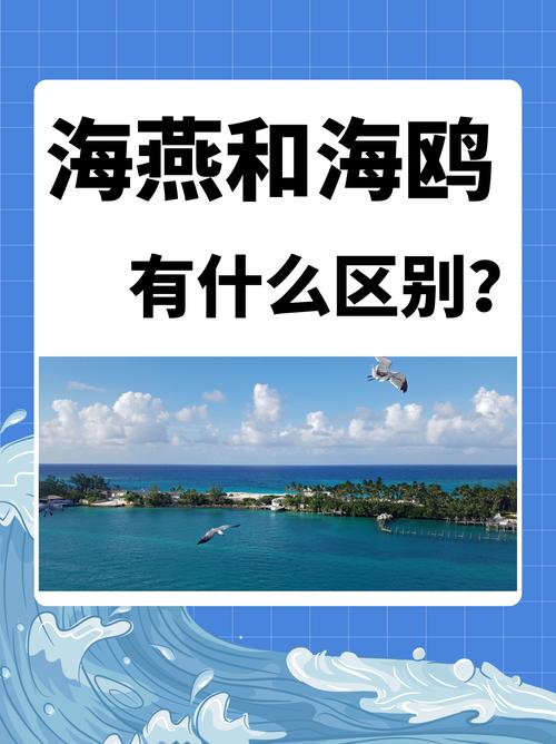 海鸥为什么称为海上清洁工？环保专家告诉你关键原因！