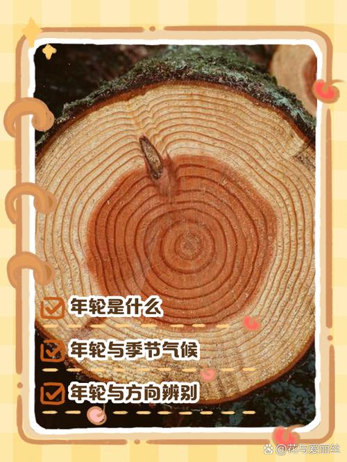 年轮记录树木年龄有哪些步骤？(分步教程新手入门)