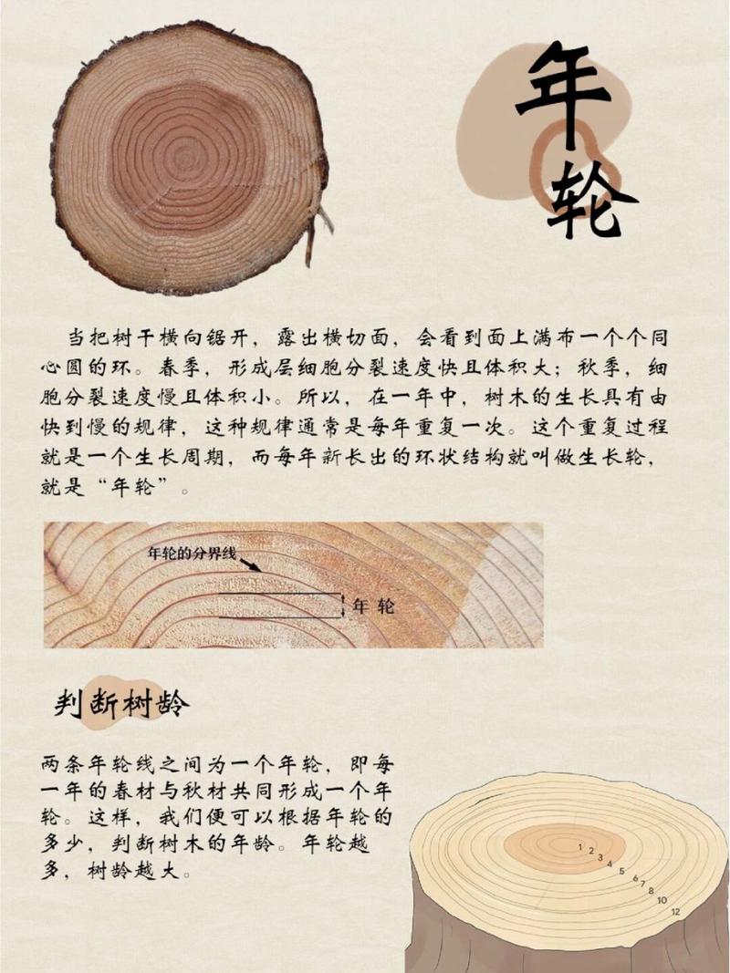 年轮记录树木年龄有哪些步骤？(分步教程新手入门)