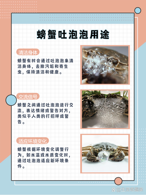 螃蟹为什么总喜欢吐泡泡？专家教你轻松解决！