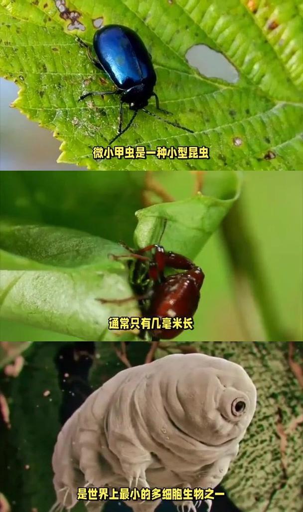 最小的生物有多小？显微镜下才能看清的世界！