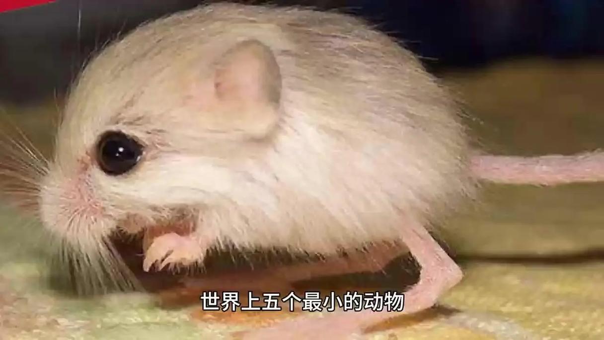 最小的生物有多小?显微镜下才能看清的世界!