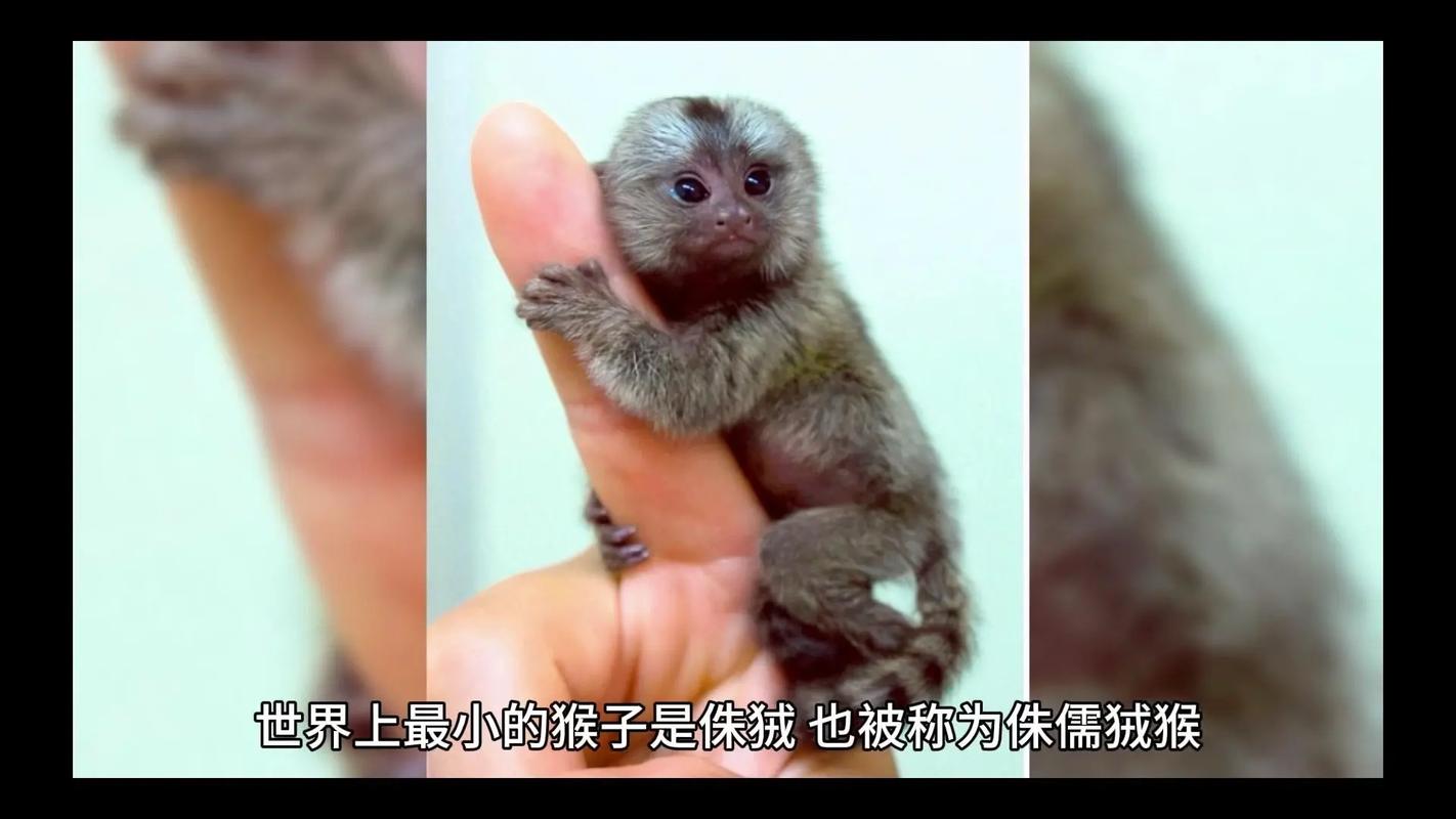 最小的生物有多小?显微镜下才能看清的世界!