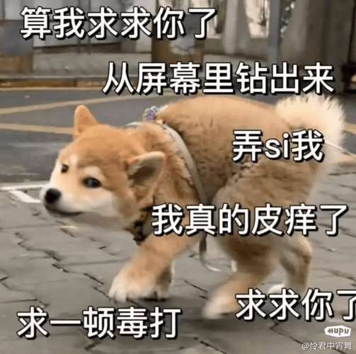所以我求求你代表啥情感？理解歌词里的深层含义
