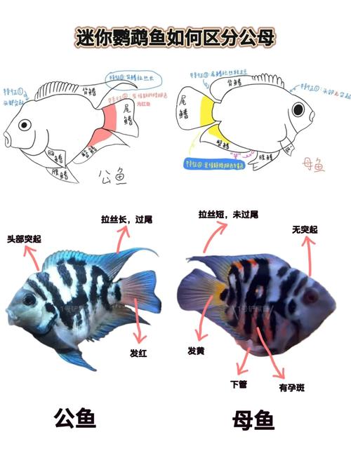 小型亚口鱼群怎么繁殖？(新手必学三步指南)