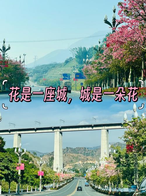 我国唯一一座以花命名的城市是哪？(答案揭秘就在这里一探)