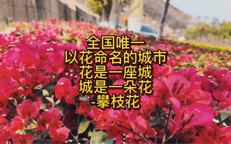 我国唯一一座以花命名的城市是哪？(答案揭秘就在这里一探)