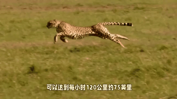 猎豹奔跑限制大揭秘：为什么不能持久高速？答案在这里！
