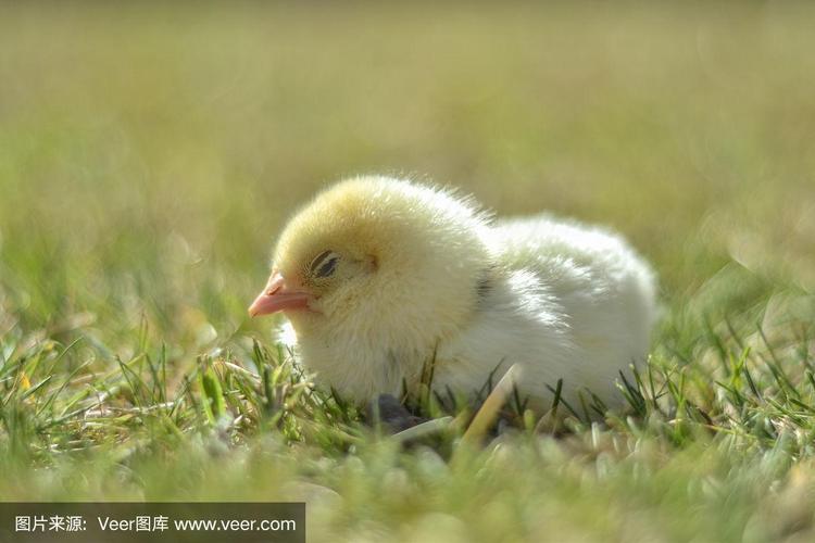 睡觉抓着小鸡一晚上会怎样？4步方法确保安全睡眠！