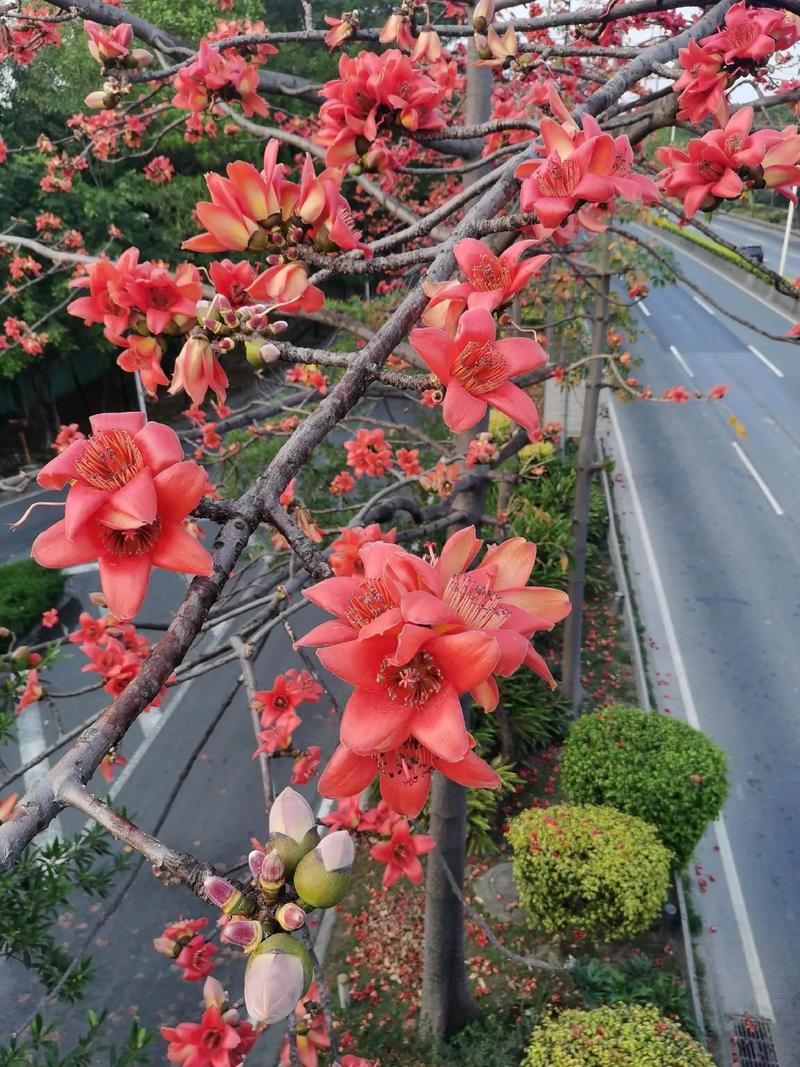木棉花春天什么时候开?最佳观赏时间千万别错过