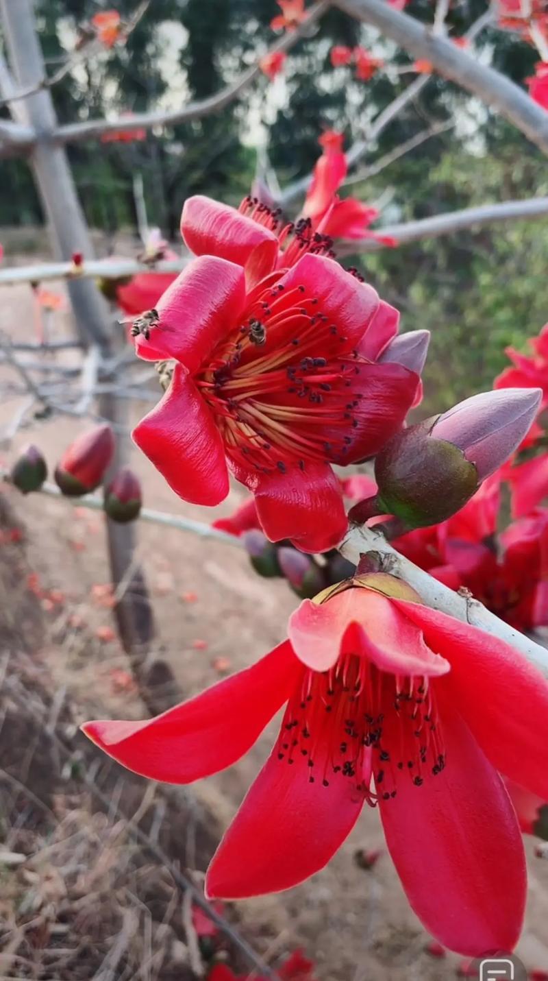 木棉花春天什么时候开?最佳观赏时间千万别错过