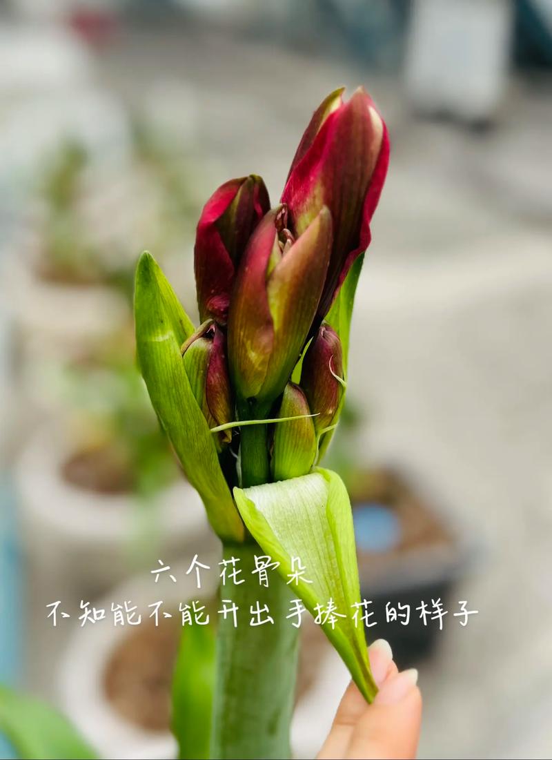 花骨朵补丁是什么？这3大功能新手也能快速上手！