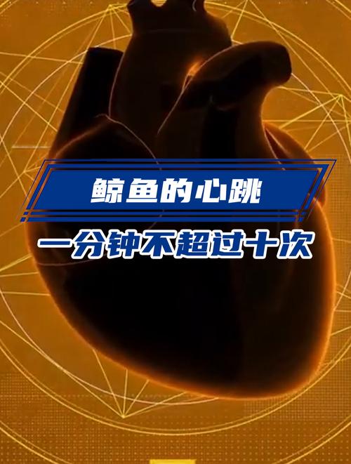 鲸鱼一分钟的心跳是多少下？(专家告诉你真实频率数据)