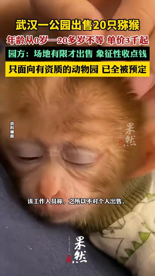 会说话的猴子多少钱一只(市场价格及购买避坑)