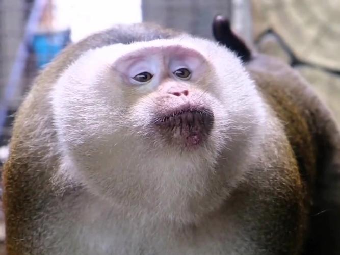 会说话的猴子多少钱一只(市场价格及购买避坑)