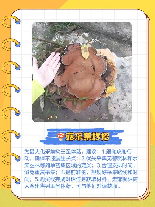 树王圣体菇有什么用？(关键作用全解析一步懂！)