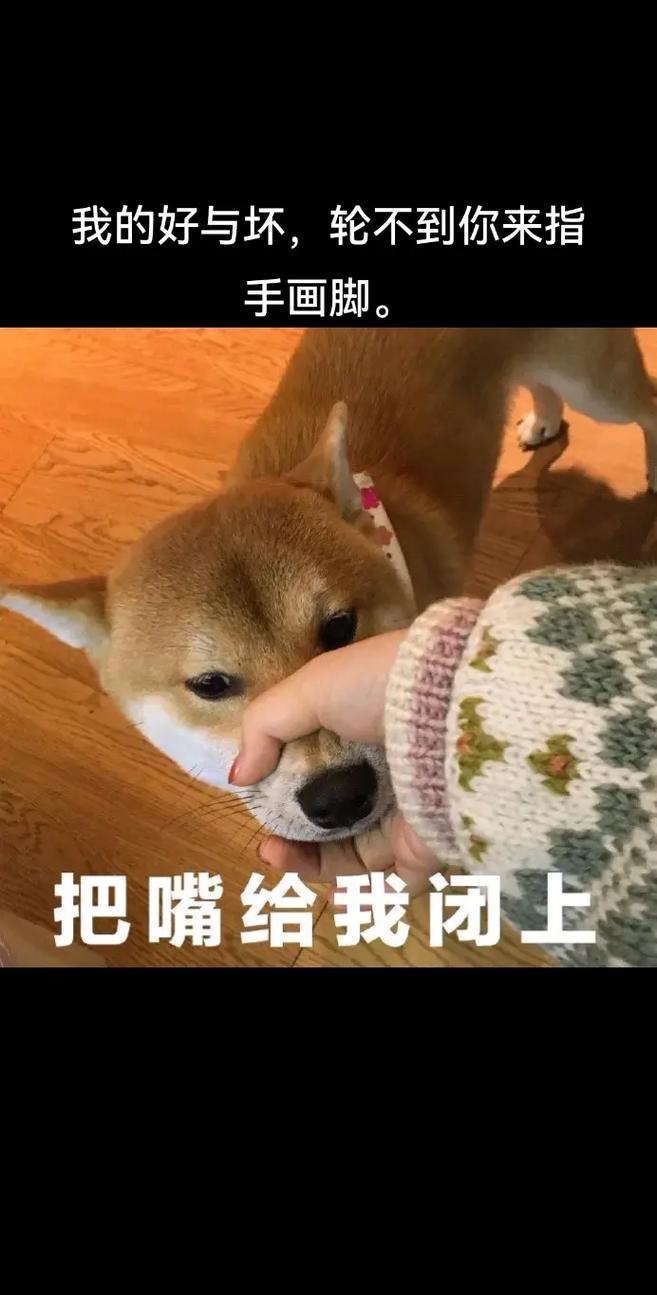 为什么流行语你给我闭嘴这么火？原因分析揭秘！