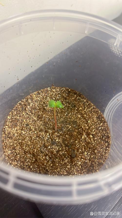 星斗姬种子种出来啥样？高清实拍图抢先看效果