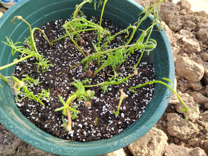 星斗姬种子种出来啥样？高清实拍图抢先看效果