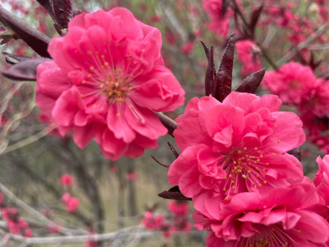 花溪苗族挑花有哪些花样？揭秘独特花纹设计要点