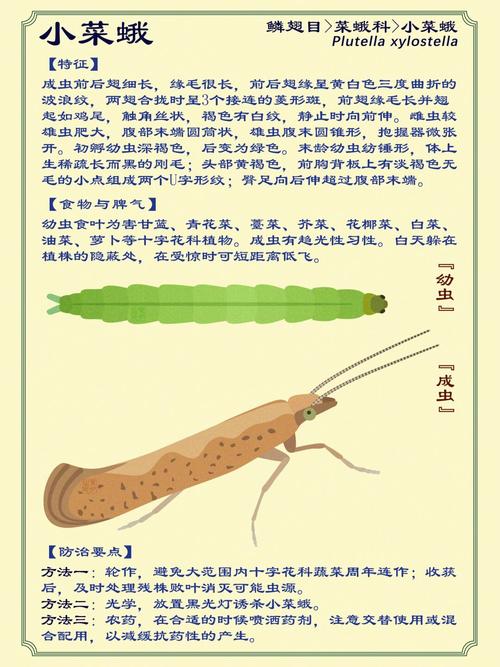 小菜蛾防治难怎么做？掌握这5步轻松应对挑战