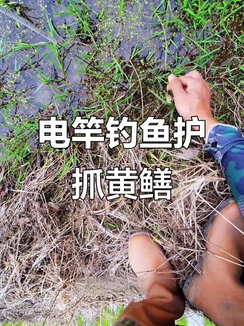 想钓电鳗去哪里？老手分享5个黄金钓位地图
