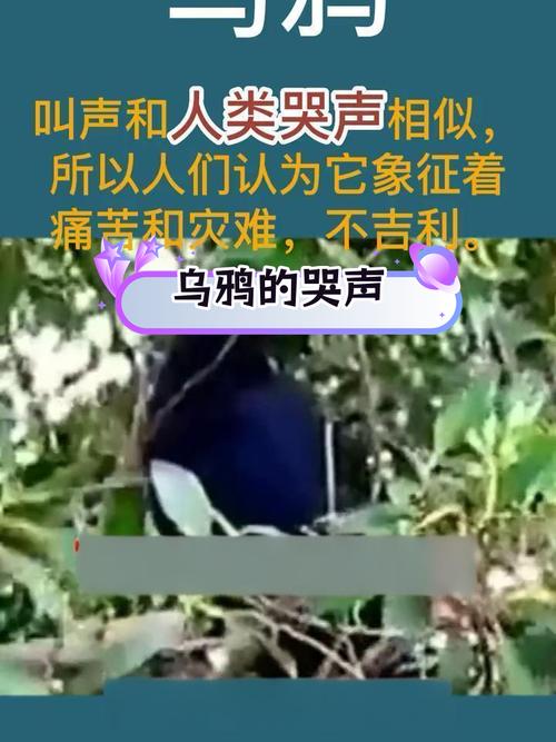 乌鸦的悲鸣好玩吗(老玩家实测心得大分享)
