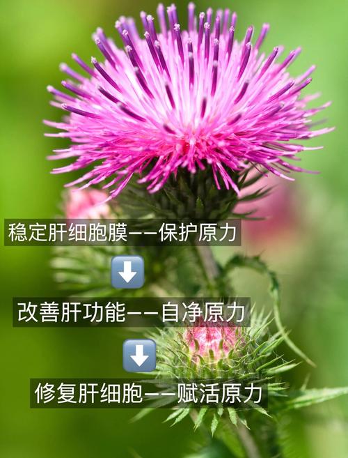 怎么预防血蓟瘾君子？(家庭必备防护技巧实用指南)